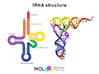 Transfer RNA - 10 Million X 3d printed Two structural representations of tRNA: cloverleaf and ribbon structures