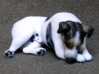 Laying Jack Russell Terrier 4 3d printed 
