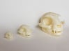 Mid-Sized Cat Skull Sculpture 3d printed Printed on "MakerBot: The Replicator" at the local college.  Left - mini cat skull model, Middle - Standard size model, Right - Large near-life-size model