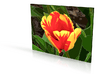 Tulip - flat - 4in 3d printed 