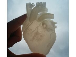 Anatomical Heart in Smooth Fine Detail Plastic