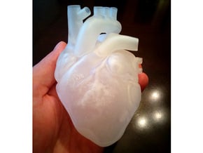Anatomical Heart in Clear Ultra Fine Detail Plastic