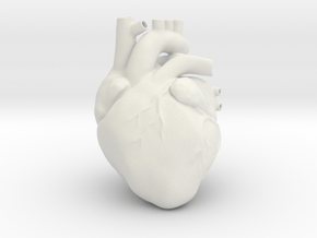 Anatomical Heart in White Natural Versatile Plastic