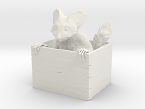 Ayeaye in a Box in White Natural Versatile Plastic