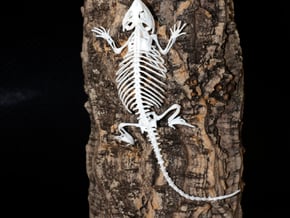 Bearded Dragon Skeleton - 6 Inches in White Natural Versatile Plastic