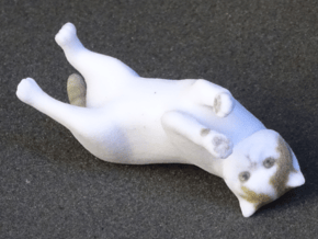Rolling Exotic Shorthair Cat in Full Color Sandstone