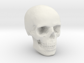 1/24  Human Skull Crane Schädel че́реп in White Natural Versatile Plastic