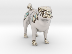 Standing Fawn Pug in Platinum