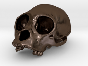 PrimA001 - Cranium Unknown species in Polished Bronze Steel