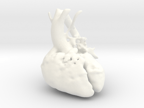 Paediatric Heart in White Processed Versatile Plastic