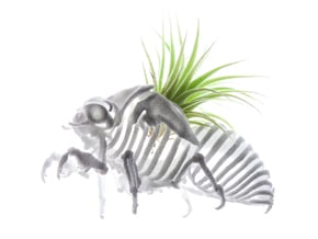 Cicada Nymph Skeleton in White Natural Versatile Plastic