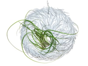 Bulbophyllum Mobius Planter in White Natural Versatile Plastic