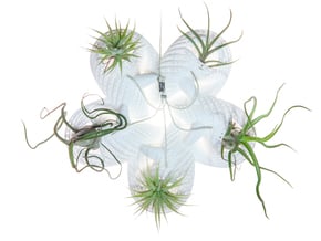 Bulbophyllum Astrum Planter in White Natural Versatile Plastic