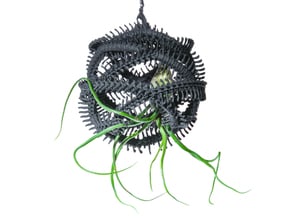 Radiolaria Vertebralia Planter in Black Natural Versatile Plastic