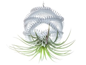 Radiolaria Vertebralia Planter in White Natural Versatile Plastic