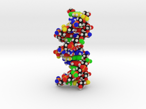 DNA Molecule Model "Emily", Standard in Full Color Sandstone