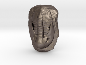 Trilobite Fossil  in Polished Bronzed Silver Steel