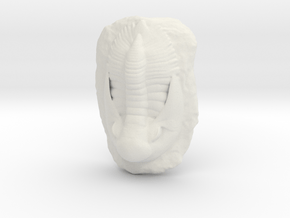 Trilobite Fossil  in White Natural Versatile Plastic