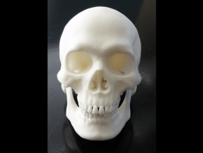 Realistic Human Skull With Removable Jaw V.2.00 in White Natural Versatile Plastic
