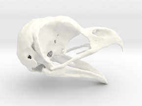 Great Horned Owl Skull - Life sized in White Processed Versatile Plastic