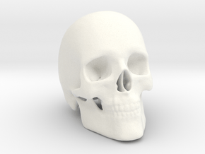 Human Skull in White Processed Versatile Plastic