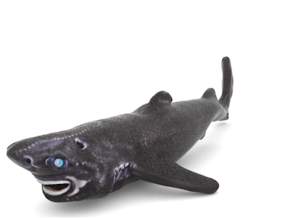 Ninja LanternShark in Full Color Sandstone