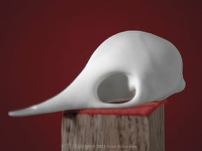 Echidna Skull in White Processed Versatile Plastic