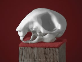 Squirrel Skull in White Processed Versatile Plastic