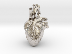 Anatomical Heart Pendant in Rhodium Plated Brass