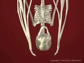 Vampire Bat Skull in White Processed Versatile Plastic