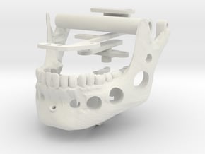Skull JAW Only in White Natural Versatile Plastic