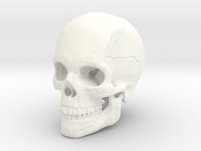 Artist Sculpted Skull For Reference in White Processed Versatile Plastic