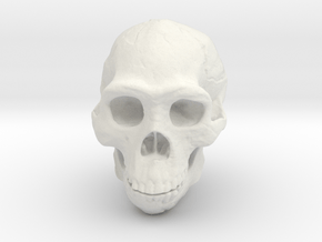 Real Skull : Homo erectus (Scale 1/1) in White Natural Versatile Plastic