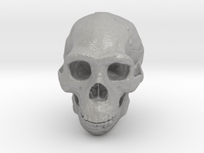 Real Skull : Homo erectus (Scale 1/1) in Aluminum