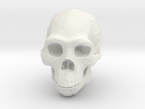 Real Skull : Homo erectus (Scale 1/2) in White Natural Versatile Plastic