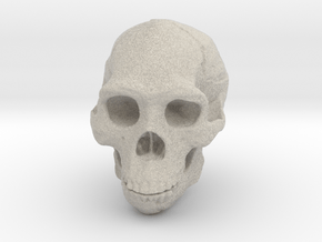 Real Skull : Homo erectus (Scale 1/2) in Natural Sandstone