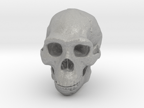 Real Skull : Homo erectus (Scale 1/2) in Aluminum