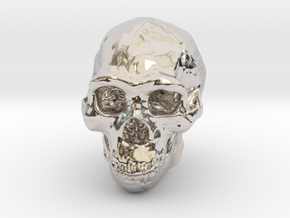 Real Skull : Homo erectus (Scale 1/4) in Platinum
