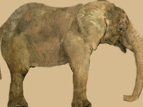 African Alpha Elephant in 14k Rose Gold