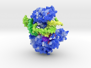 Mus81-Eme1 DNA Complex in Glossy Full Color Sandstone: Medium