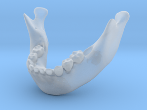Subject 6b | Mandible + Teeth in Tan Fine Detail Plastic