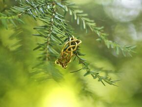 Leaf Celtic Knot Ring in Natural Brass: 6.5 / 52.75