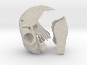 Macaw Skull in Natural Sandstone