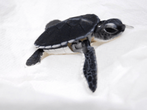 Baby Articulated Sea Turtle in White Natural Versatile Plastic