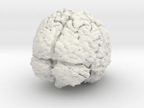 Complete Brain in White Natural Versatile Plastic