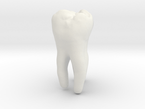 Molar Tooth 200mm-1 ---Backenzahn 200mm-1 in White Natural Versatile Plastic