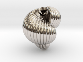 Shell n°3 in Rhodium Plated Brass