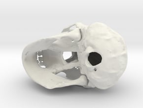 Chimpanzee skull - 77 mm in White Natural Versatile Plastic