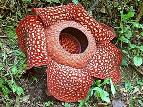 Rafflesia Key-Chain in Tan Fine Detail Plastic
