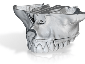 Constricted Maxilla | 3D BioModel in Tan Fine Detail Plastic